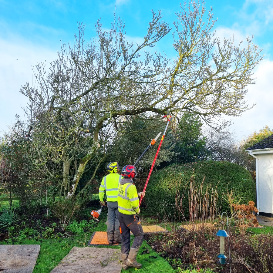 arborists-honiton arborists honiton