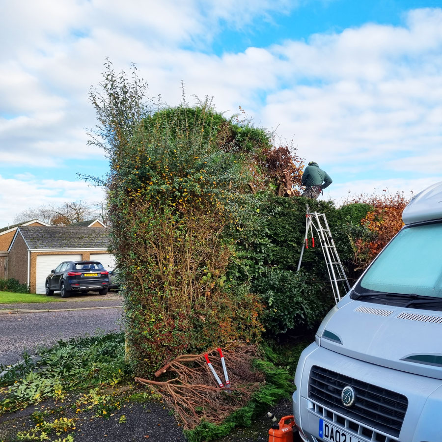 arborists-honiton