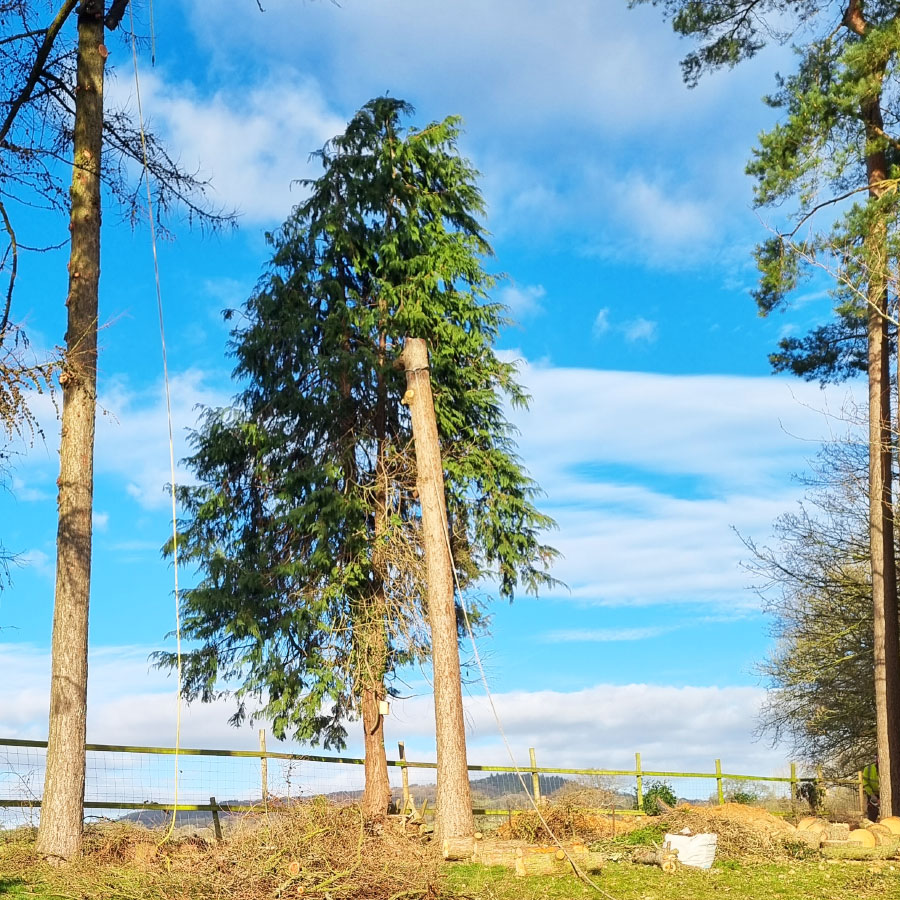 arborists-honiton