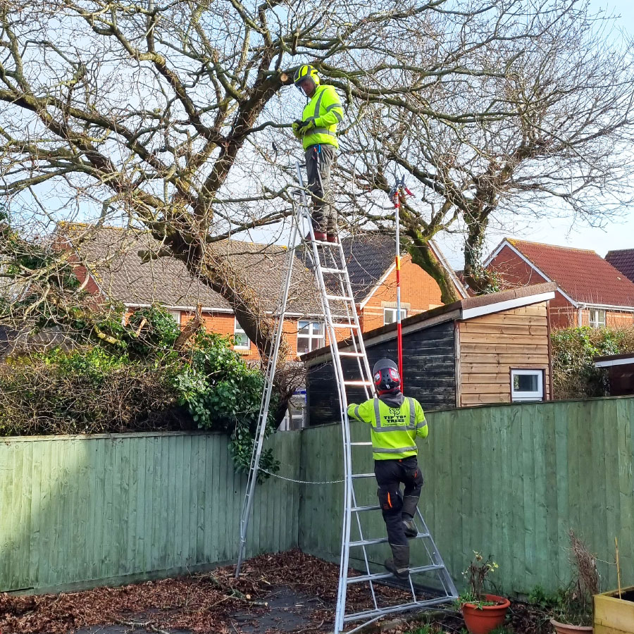 arborists-honiton arborists honiton