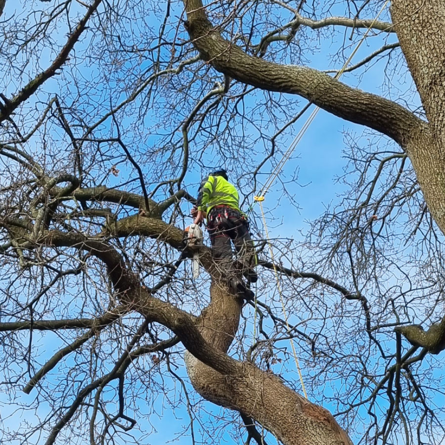 arborists-honiton arborists honiton