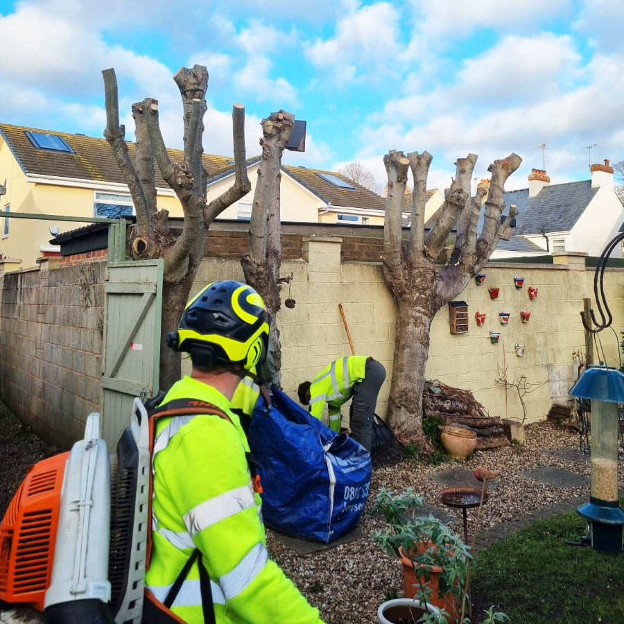 arborists-honiton arborists honiton