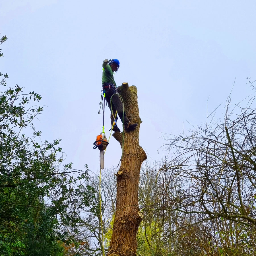 arborists-honiton aborists honiton