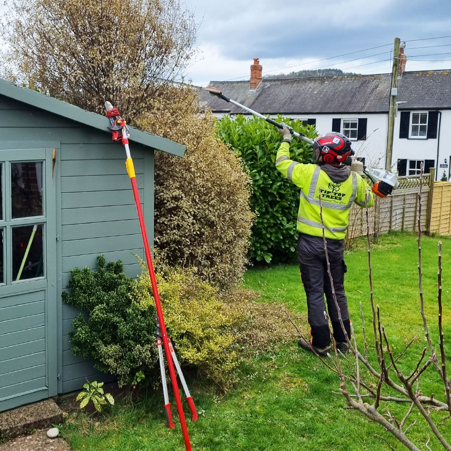 tree-services_honiton tree services honiton