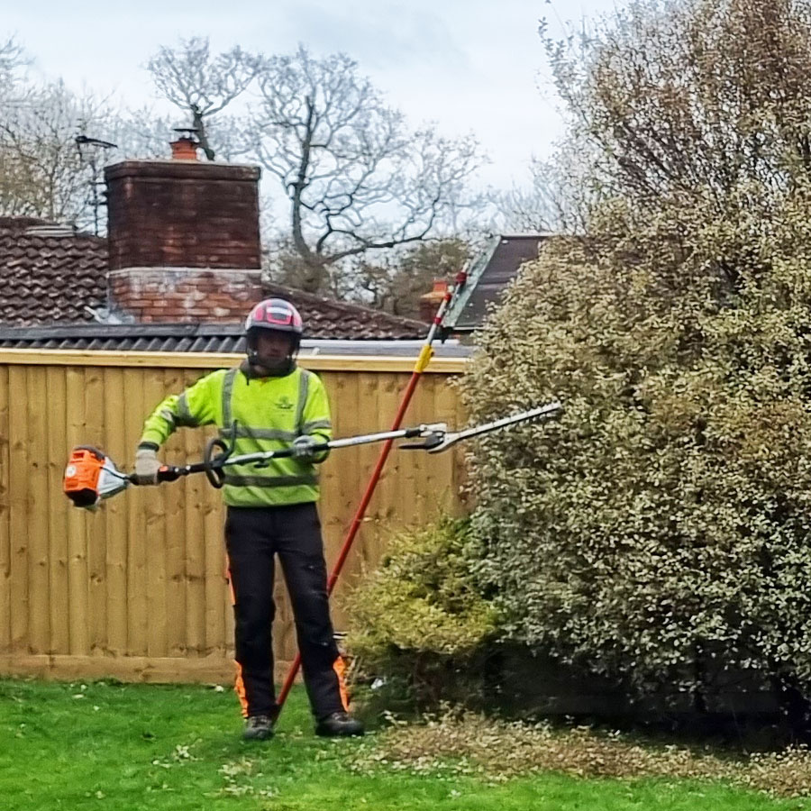 tree_services_honiton tree services honiton