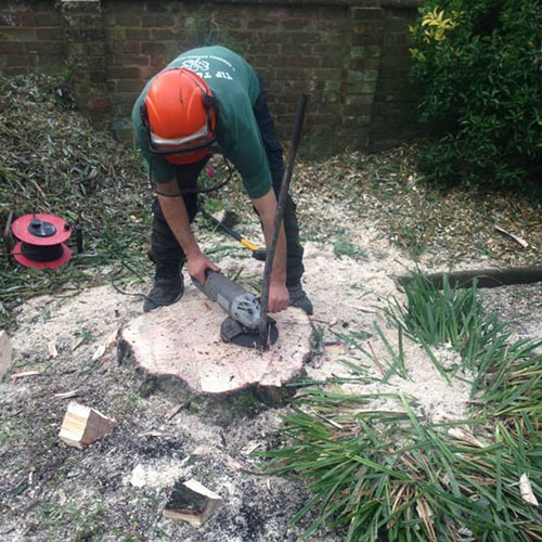 stump-grinding_honiton Stump Grinding Honiton