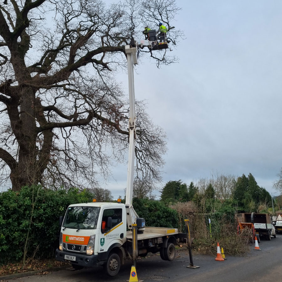 tree-surgeon_exmouth tree surgeon exmouth