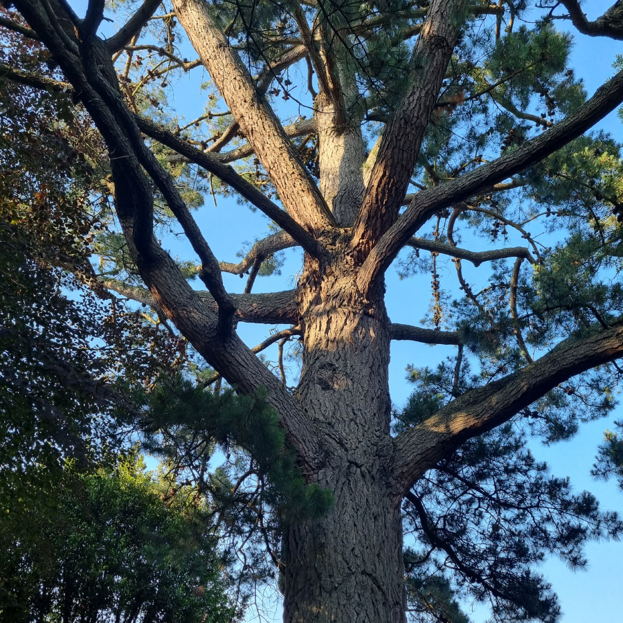 tree_surgeon-exmouth tree surgeon exmouth