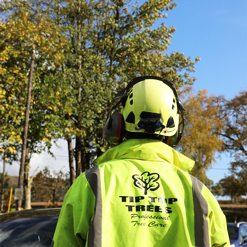 tree-cutting-services_honiton Tree Cutting Services Honiton