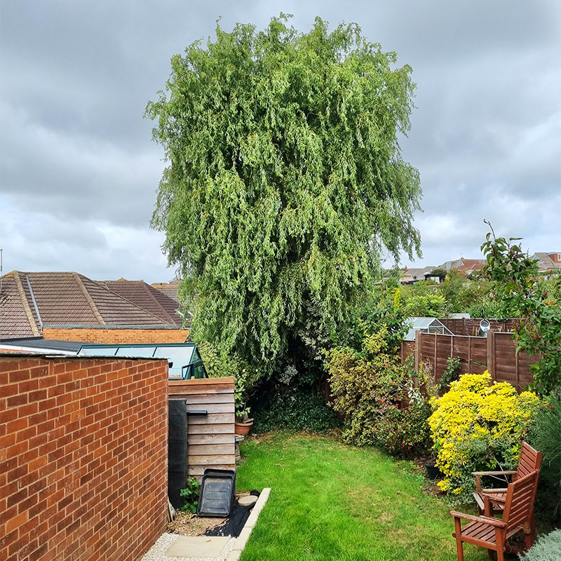sidmouth-tree-cutting-services Sidmouth Tree Cutting Services