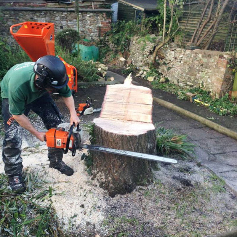 sidmouth-tree_cutting-services