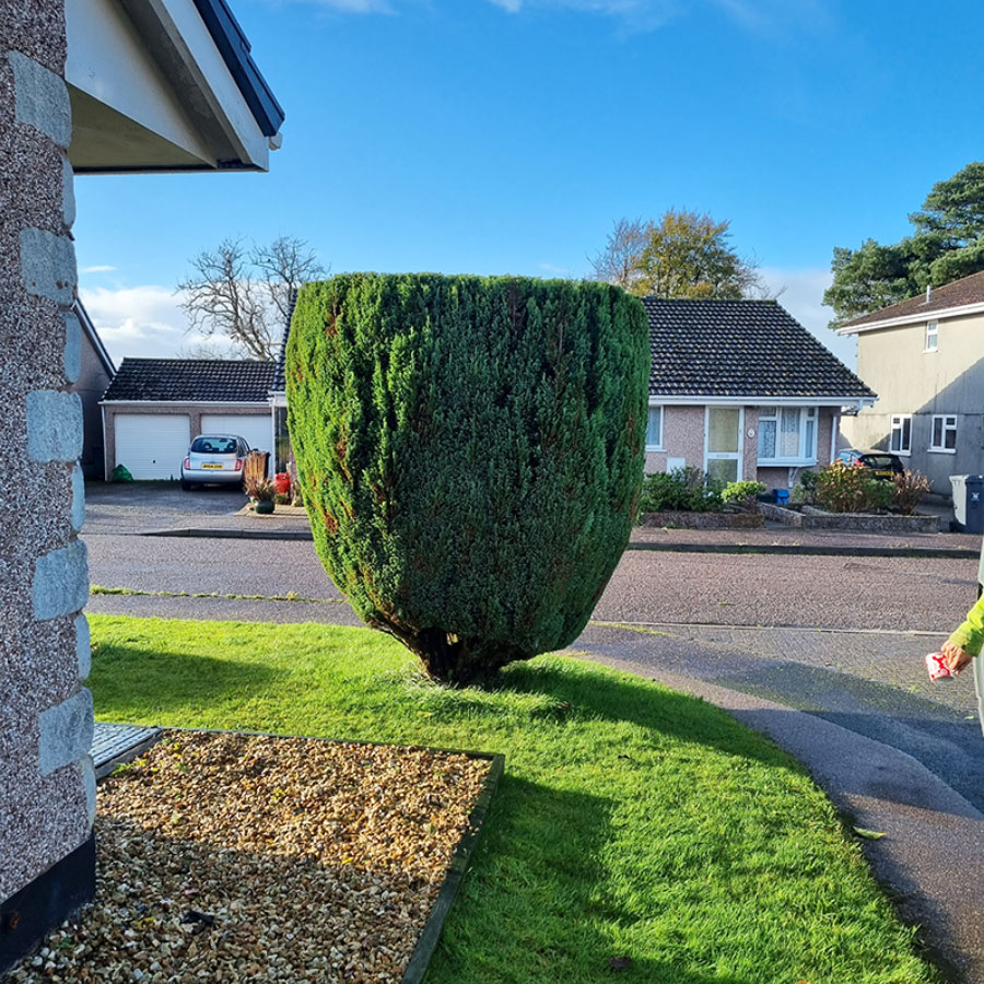 tree-cutting-services_exmouth Tree Cutting Services Exmouth
