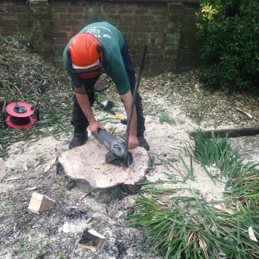 tree-cutting_services-exmouth Tree Cutting Services Exmouth