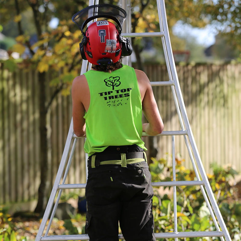tree-cutting_services-sidmouth Tree Cutting Services Sidmouth