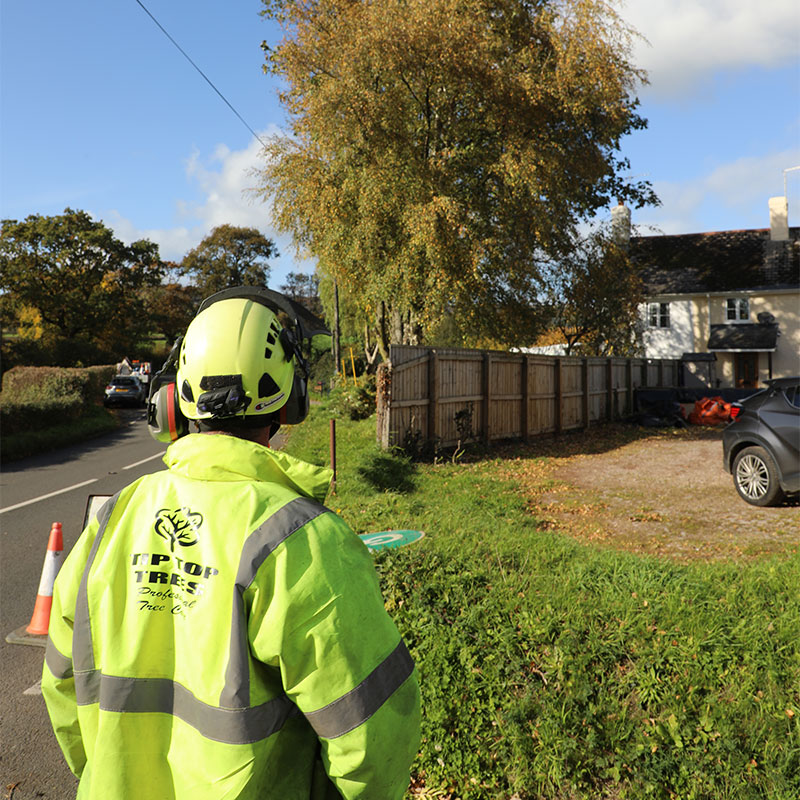 tree-cutting_services_sidmouth Tree Cutting Services Sidmouth