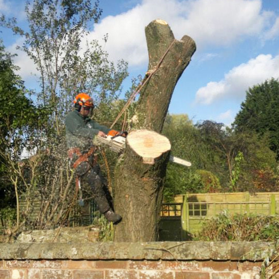 tree_cutting-services-exmouth Tree Cutting Services Exmouth
