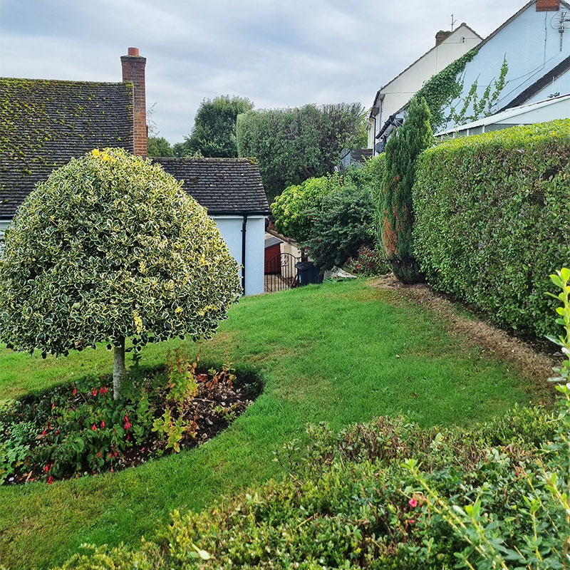 tree_cutting-services_sidmouth