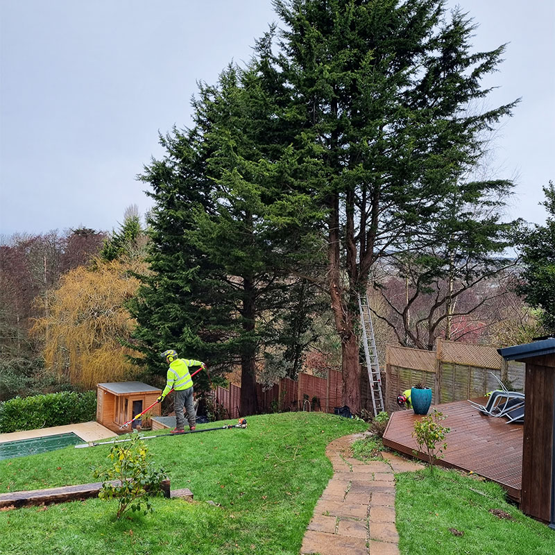 exmouth-tree_trimming Tree Trimming Exmouth