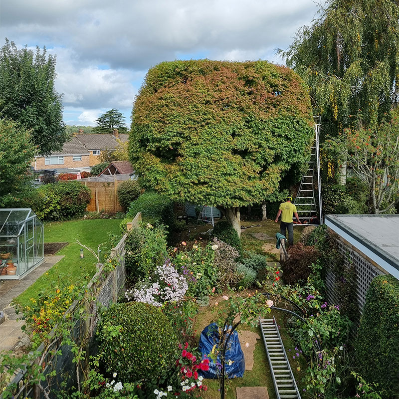 honiton_tree-trimming Tree Trimming Honiton
