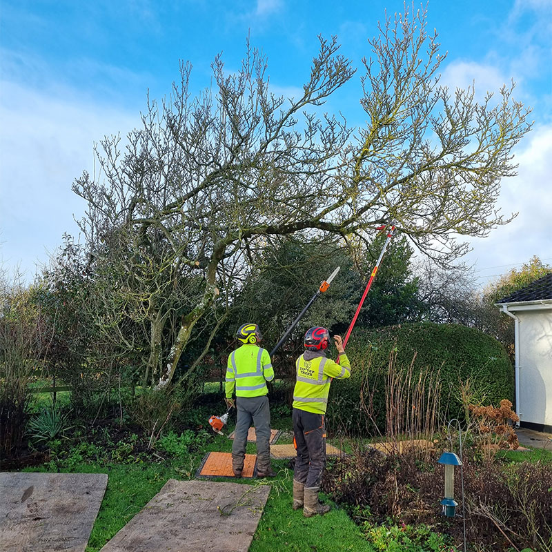 sidmouth_tree_trimming Tree Trimming Sidmouth