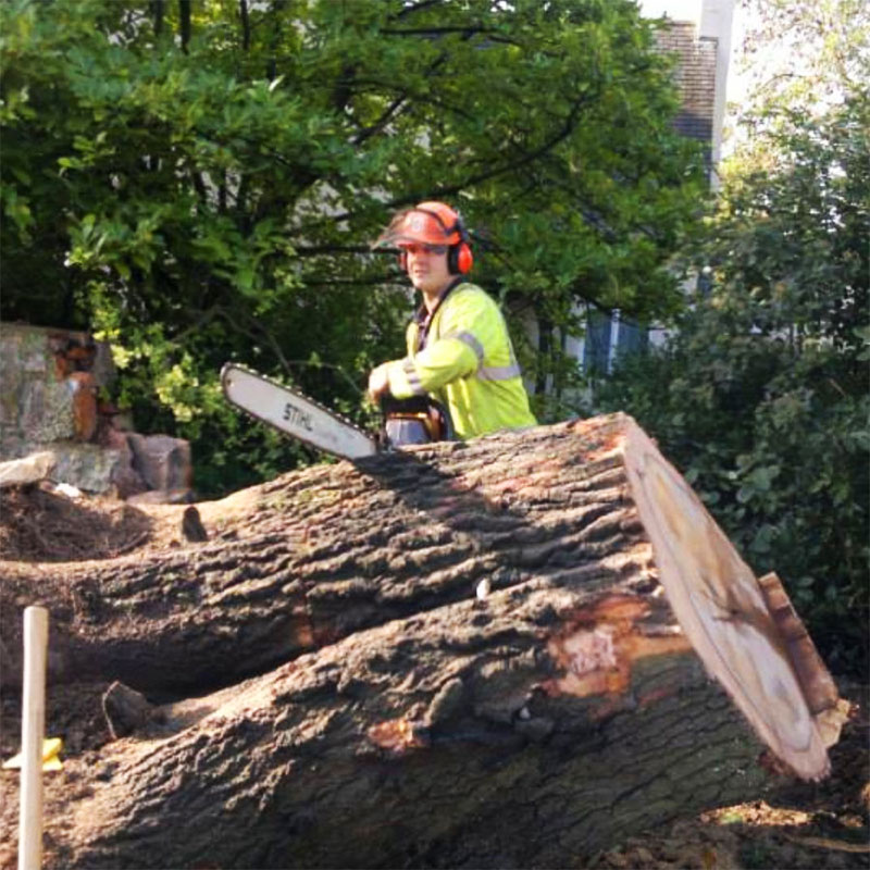 tree-cutting-services-axminster Tree Cutting Services Axminster