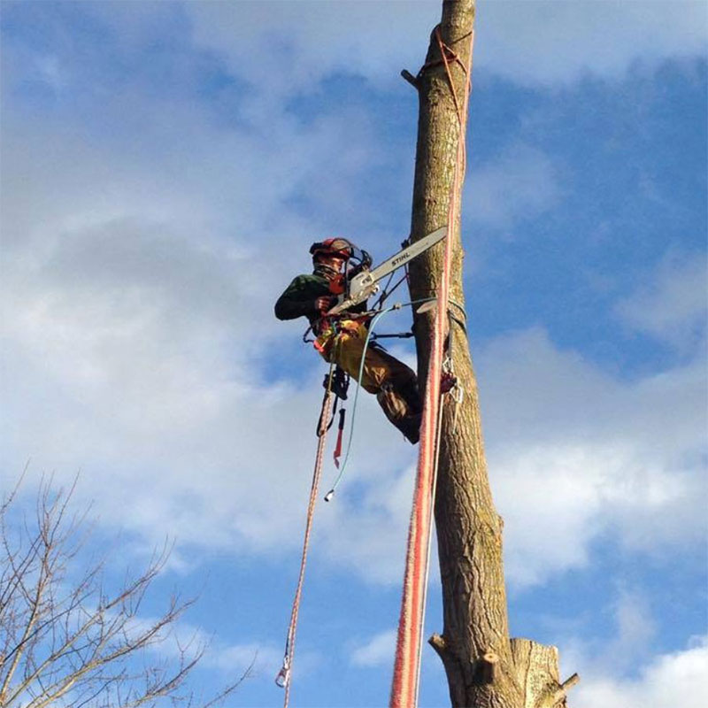 tree-cutting-services_axminster Tree Cutting Services Axminster