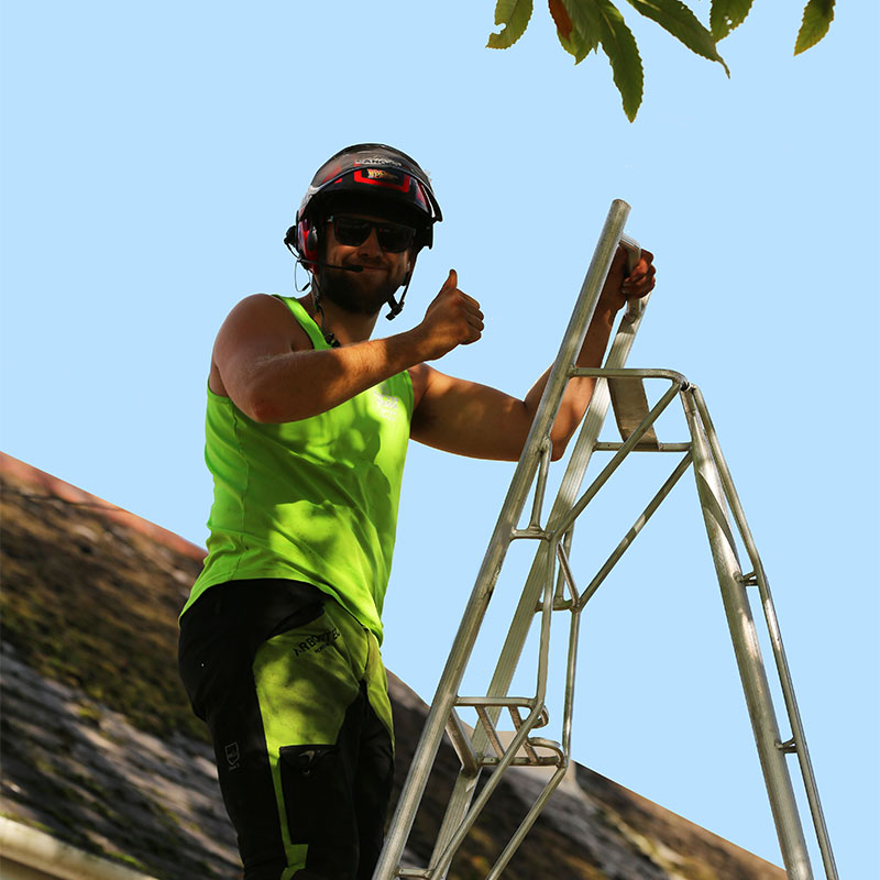 tree-cutting-service_sidmouth Tree Cutting Services Sidmouth