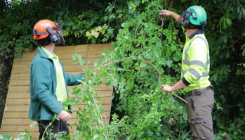 Tree Surgeon Honiton